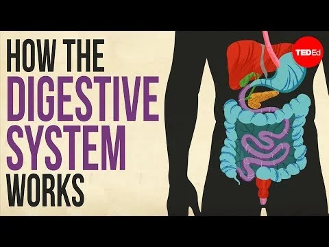 The Digestive System Explained